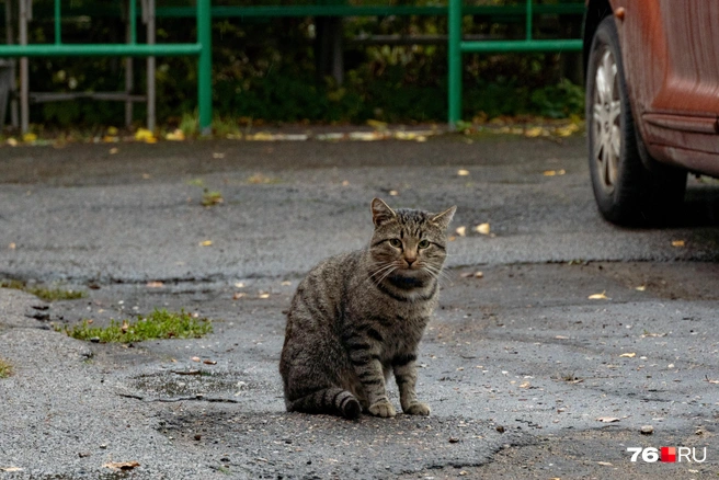 Джумик очень умный кот | Источник: Кирилл Поверинов / 76.RU