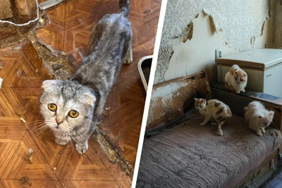 «Рождались котята с мутациями»: спасены 46 кошек
