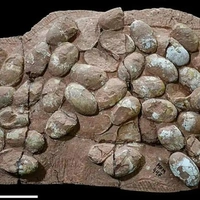 Уникальная находка в Бразилии: учёные нашли крупнейшую кладку мезозойских крокодилоформ