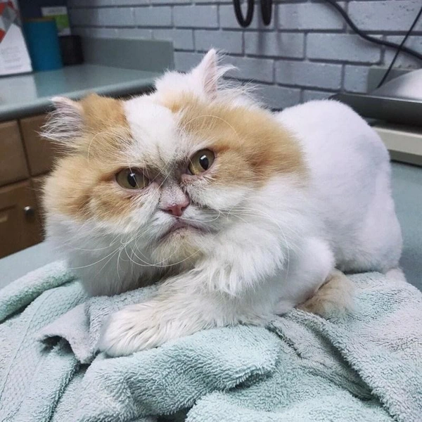 Источник: Соцсети