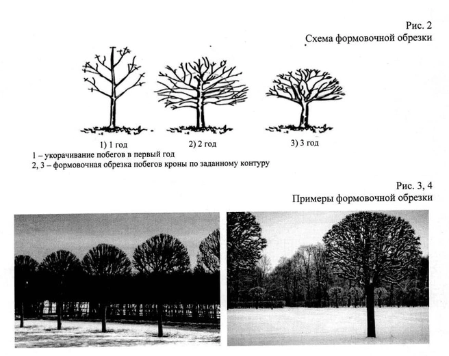 Формовочная обрезка должна выглядеть так, как на схеме и на картинке | Источник: методические материалы администрации