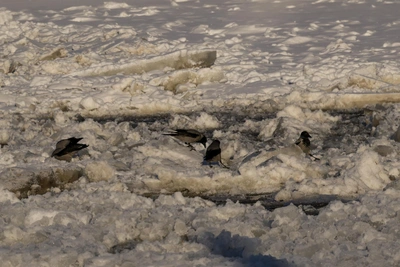 Трое детей провалились под лед на озере Черное в Москве