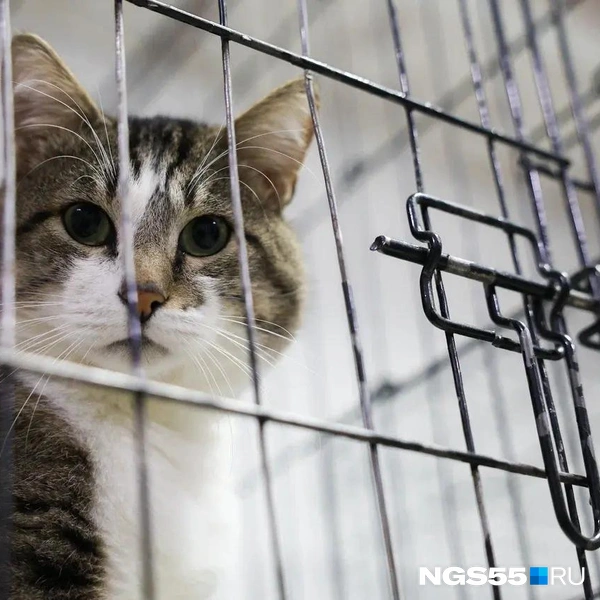 В «Омских хвостиках» есть пять локаций, в которых живут кошки, но посетителей пускают только в некоторые из них | Источник: Евгений Софийчук / NGS55.RU