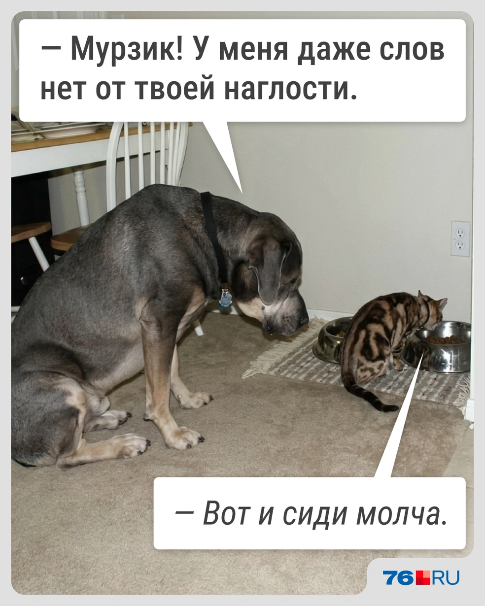 Несмотря на разницу в размерах, коты выстраивают собственную иерархию в доме | Источник: Городские медиа