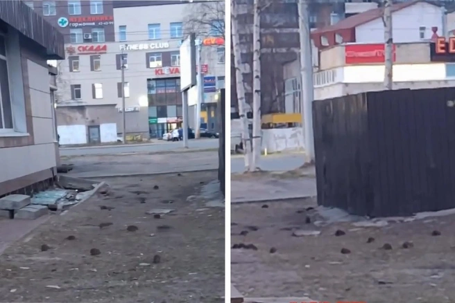 В выходные на Тимме заметили целую компанию крыс — их было больше десятка | Источник: Жесть Архангельской области / T.me