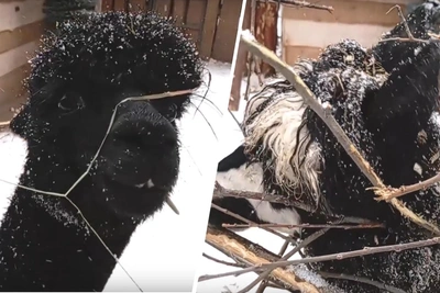 Альпаки гуляют в Новосибирском зоопарке