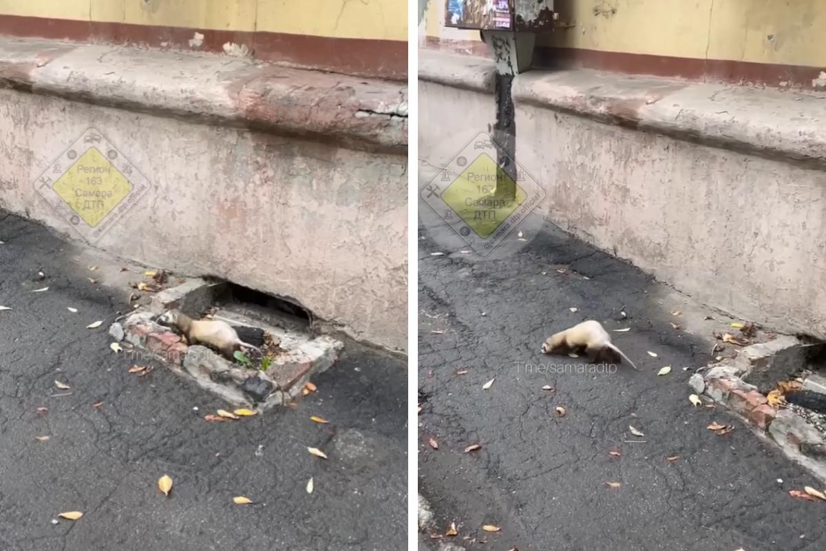 В Самаре на улице Гагарина бегал бесхозный хорек — видео