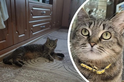 Кошка Фрося из Перми обрела дом после аварийного здания