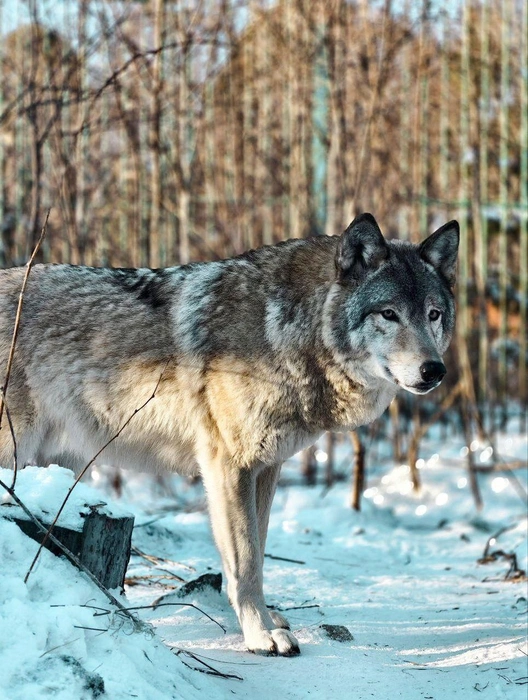 Серега, спасенный из лап браконьеров | Источник: «Сибирский зоопарк» / Telegram