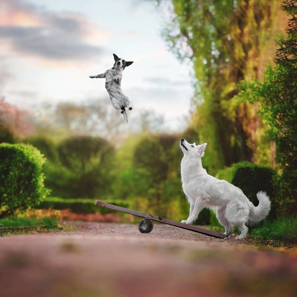 Источник: International Pet Photography Awards