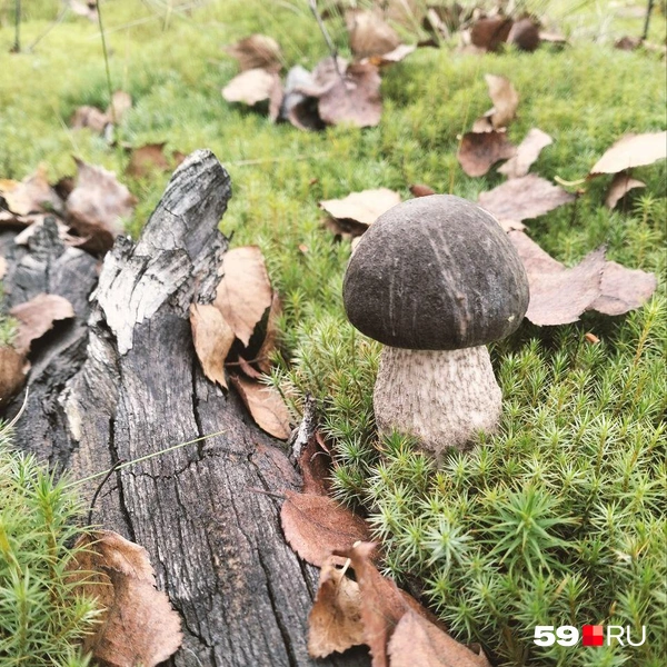 Кадр с молодым обабком — тоже претендент на фотообои | Источник: Ирина, читатель 59.RU