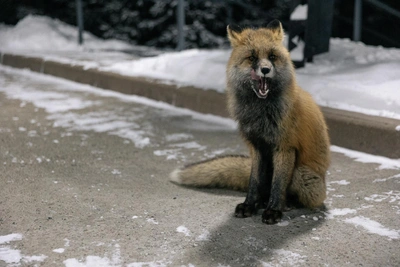 'Now our local resident': Fox sighted in Irkutsk neighborhood