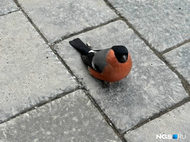 По мнению орнитолога, птица могла получить травму | Источник: читательница НГС Евгения