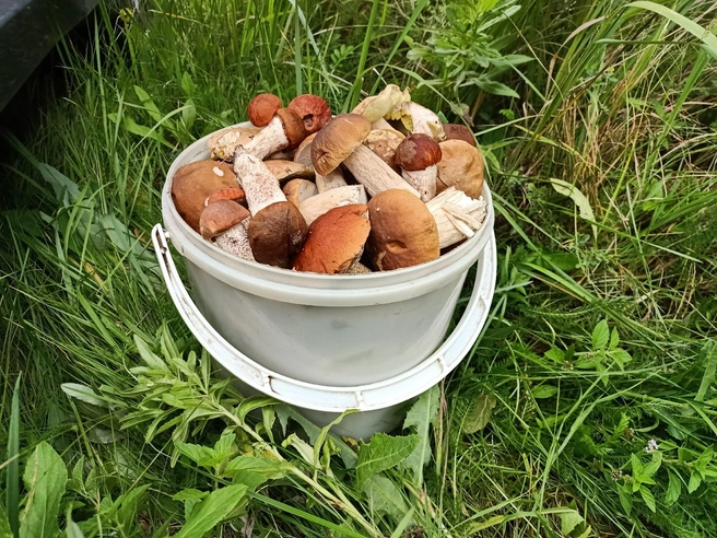 Источник: Вальдемар Б / Грибы в Подмосковье 2025 / VK.com