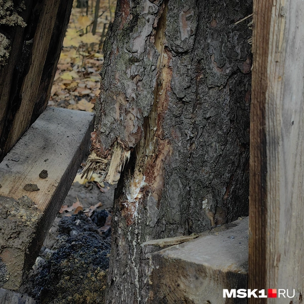 Источник: Дмитрий Бондарев / MSK1.RU