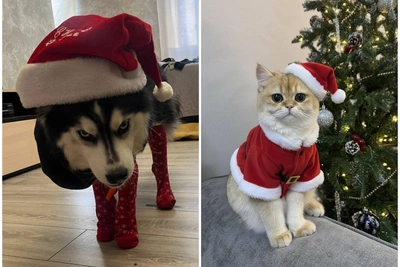 Уральцы наряжают питомцев в новогодние костюмы