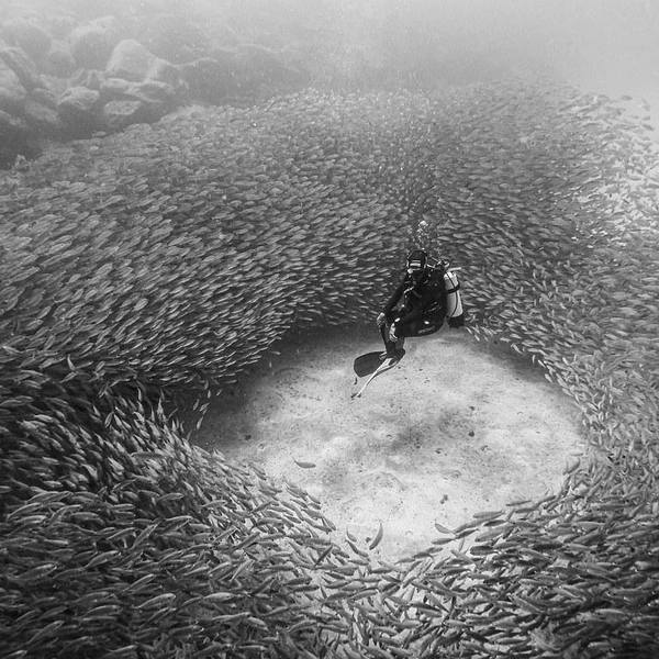 Источник: Francisco Sedano Vera / Environment&amp;Me 2025