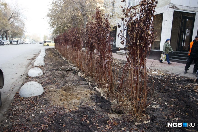 Кусты выставили в ряд недалеко от проезжей части. Между ними и дорогой уложили бетонные полусферы | Источник: Андрей Бортко / NGS.RU