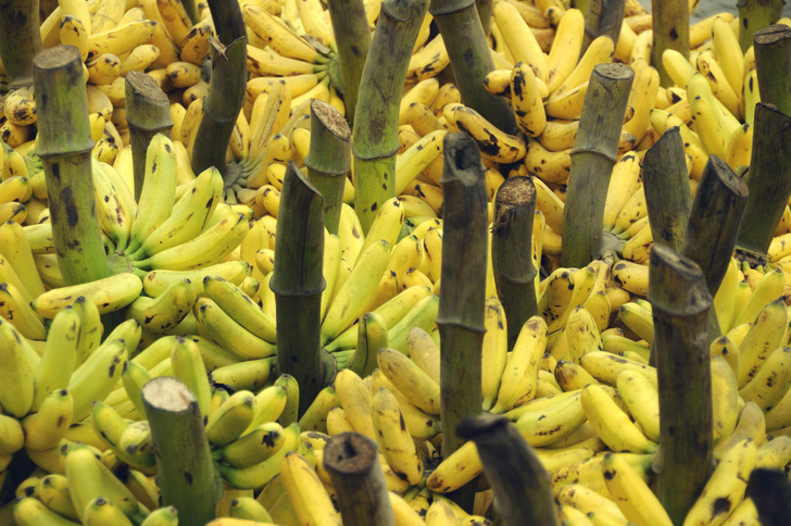 Чем бананы из Индии отличаются от бананов из Эквадора