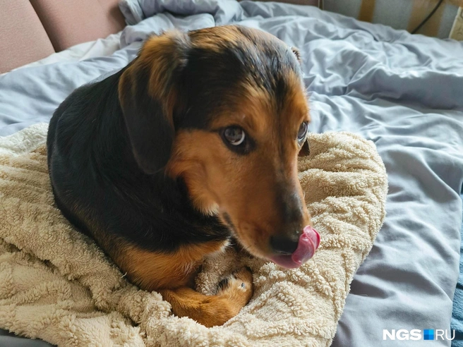 Возможно, некоторым животным помогут гуманные и мягкие методы воспитания. Но не нашему Кубику | Источник: Настасья Медведева / NGS.RU