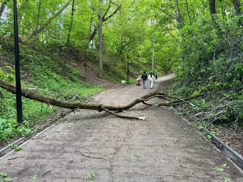 Вырвало с корнем: казанцы пожаловались на поваленные деревья в парке Горького