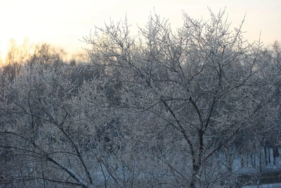 В Тюменской области прогнозируют морозы до -35°C