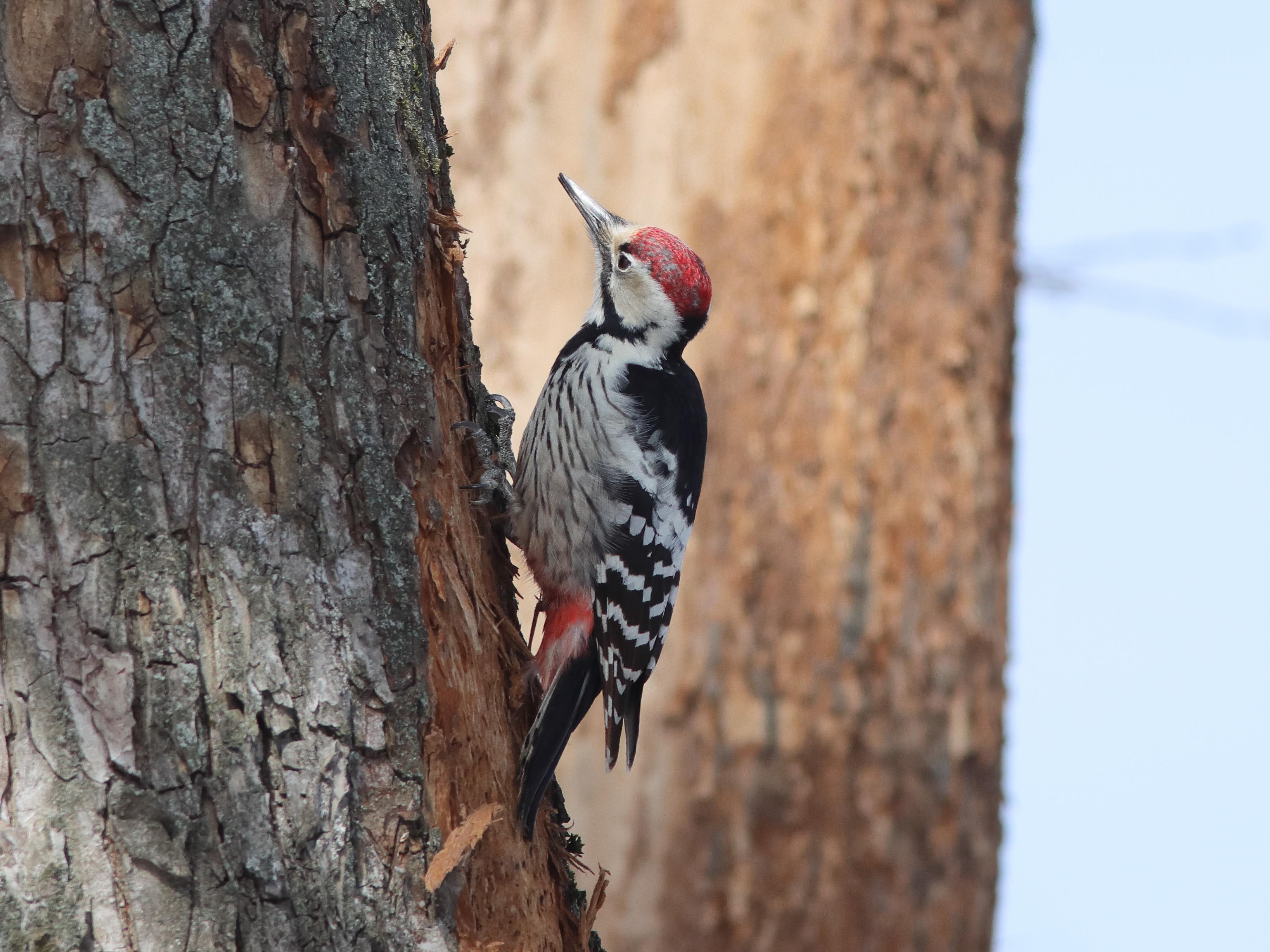 Этих птиц можно встретить в Ярославле: показываем завораживающие фотографии пернатых