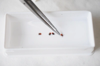 Клещи укусили 40 туляков с начала сезона