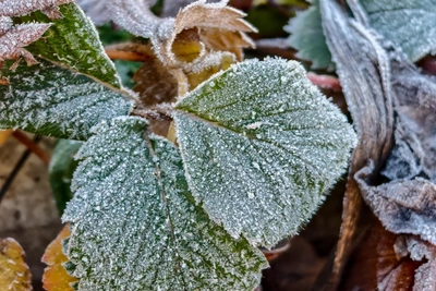 Зимняя погода вернется в Рязанскую область