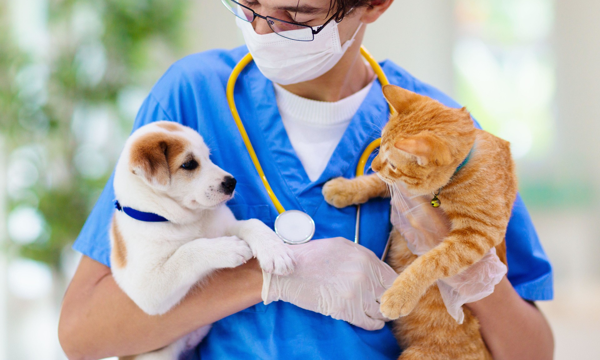 Adakah kucing dan anjing memerlukan vaksin coronavirus? Doktor 