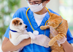 Нужна ли вакцина от коронавируса кошкам и собакам? Рассказывает ветеринар