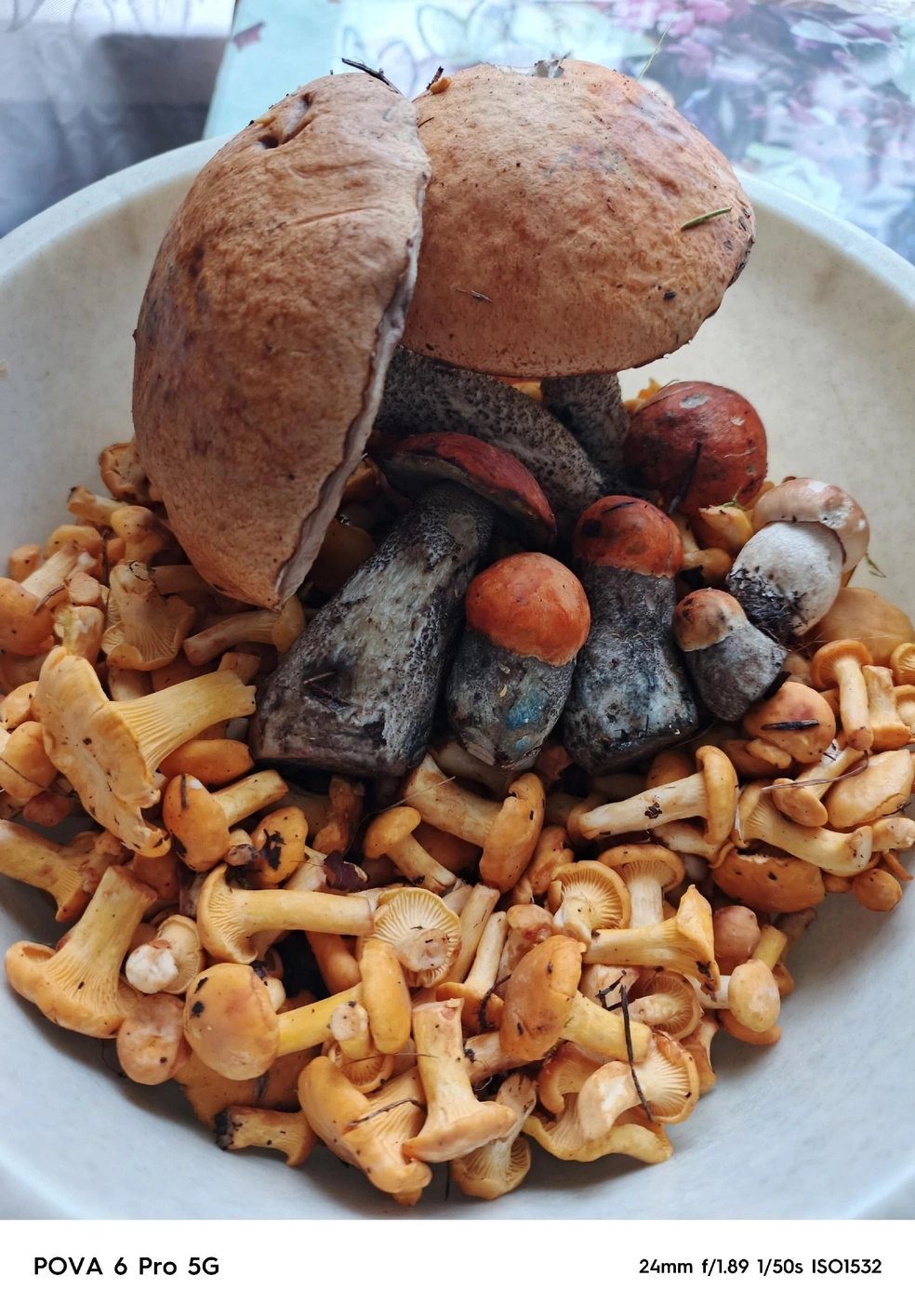 В лесах вблизи Любима пошли лисички и подосиновики | Источник: Вера Яковлева, Грибы Ярославской области 2025 / Vk.com