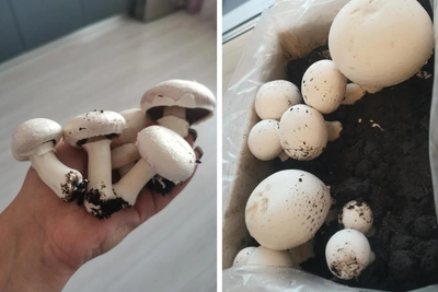 Омичка собрала урожай шампиньонов дома