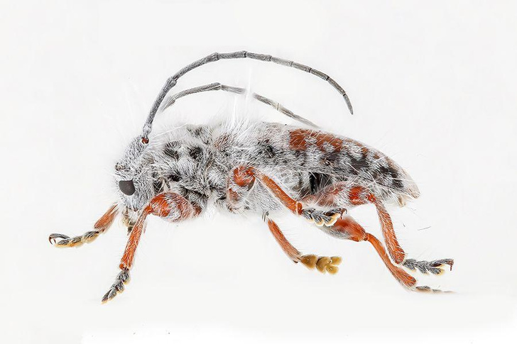 Пушистый жук с «грибковым флером»: как австралиец неожиданно открыл новый вид насекомых