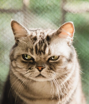 12 вещей, которые раздражают твоего кота
