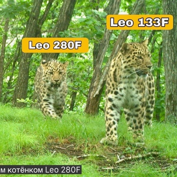 Источник: ФГБУ «Земля леопарда»