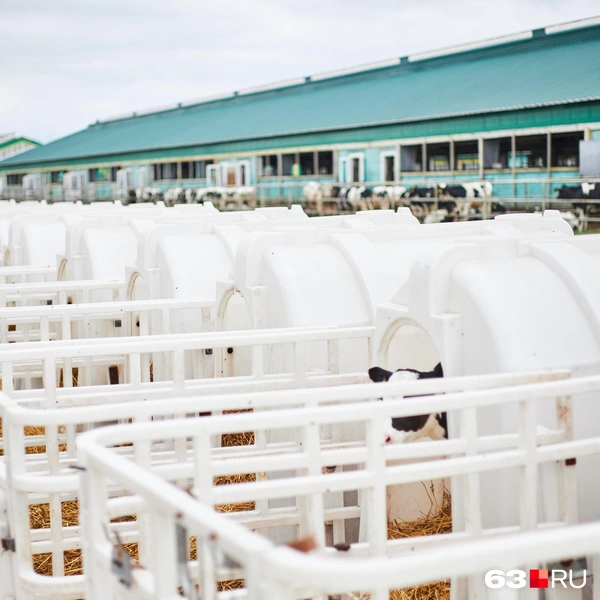 Источник: Роман Данилкин / 63.RU