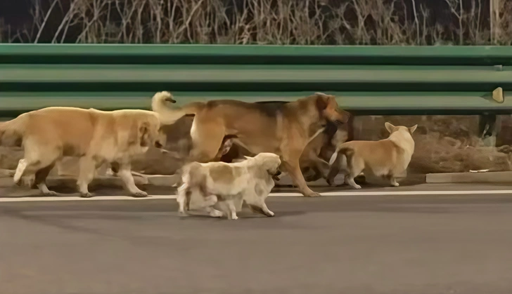 Собаки, которых хотели пустить на мясо в Китае, устроили побег и прославились в Интернете | Источник: соцсети