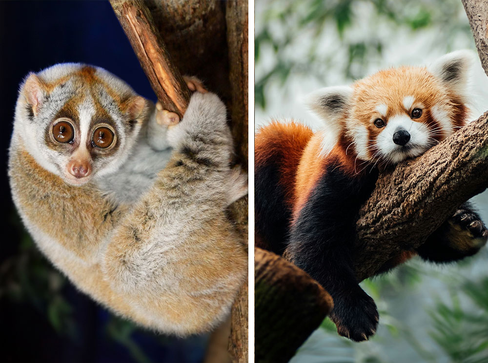 Обманчивое впечатление: 8 очень милых животных, которые на самом деле смертельно опасны | marieclaire.ru