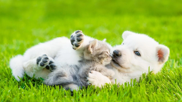 40+ милейших фото щеночков и котят, которые живут дружно | Источник: Shutterstock/Fotodom.ru