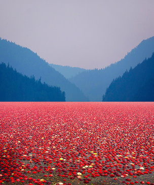 Фото дня: поле клюквы в Ванкувере