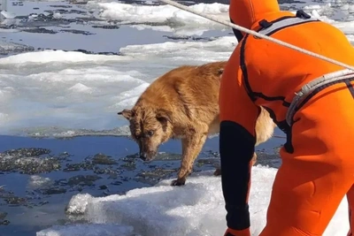 Собаку, плывшую на льдине по Волге, спасли в Саратове