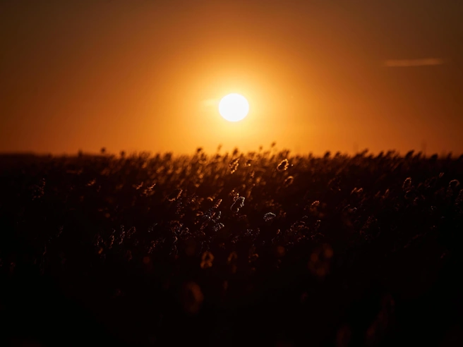 Витамин D вырабатывается в коже под воздействием солнечных лучей | Источник: Александр Ощепков / NGS.RU