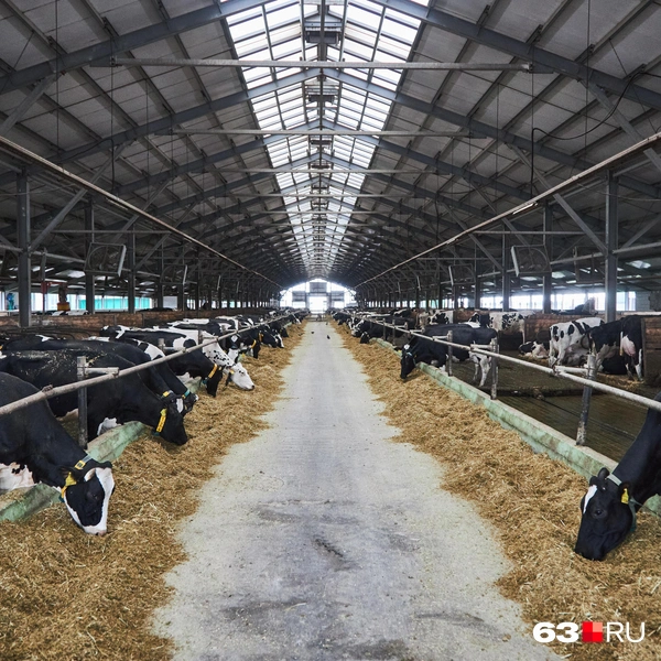 Источник: Роман Данилкин / 63.RU