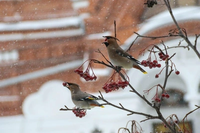 Зимний пир свиристелей в Нижнем Новгороде