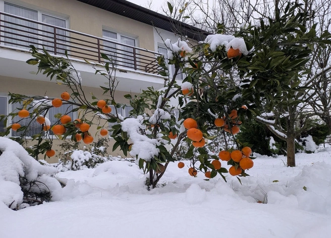Мечта&nbsp;— съесть на Новый год мандарин прямо с дерева в Сочи&nbsp;— реальность | Источник: Оксана Витязь