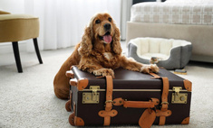 Секреты выбора хорошей передержки для собак, чтобы вы наслаждались отпуском