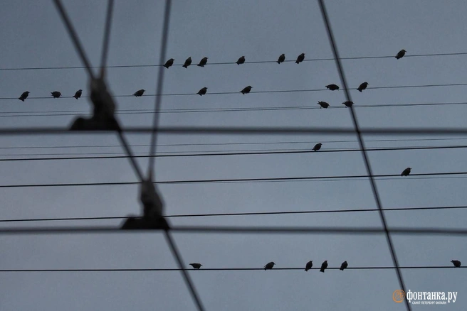 Мы вступаем в период совершенно другой погоды. Но есть и хорошая новость | Источник: Михаил Огнев / «Фонтанка.ру»