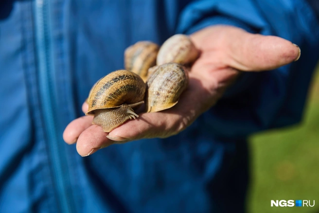 Эксперимент с выращиванием улиток Анатолий Сидорович считает успешным | Источник: Александр Ощепков / NGS.RU