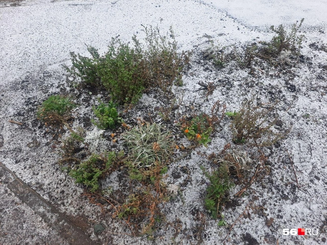 Источник: Анастасия Баринова / 56.RU